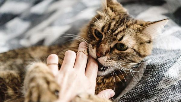 Doña murió de rabia tras ser mordida por un gato callejero