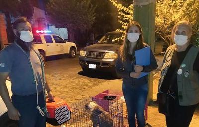 Durante rescate de animales, hallaron a la dueña muerta en el interior de su vivienda