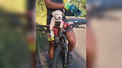 Ciclistas rescataron a perrito que fue tirado en la calle por sus dueños