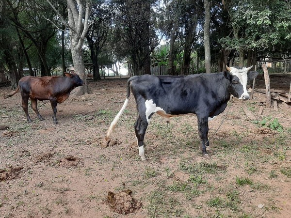RECUPERAN ANIMALES VACUNOS DENUNCIADOS COMO HURTADOS EN SAN PEDRO DEL PNÁ.