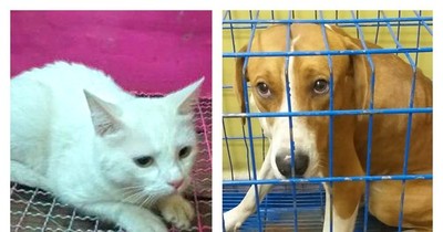 La Nación / Vecinos denunciaron abandono de animales, fueron a rescatarlos y encontraron muerta a la dueña