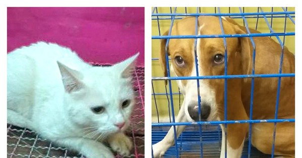 La Nación / Vecinos denunciaron abandono de animales, fueron a rescatarlos y encontraron muerta a la dueña