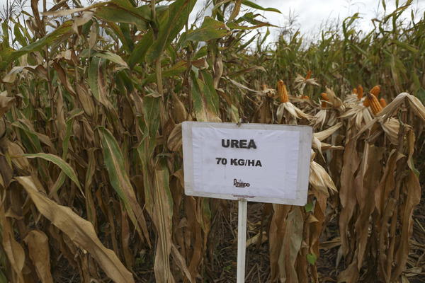 La urea boliviana despierta interés en cinco países, según la estatal YPFB - MarketData