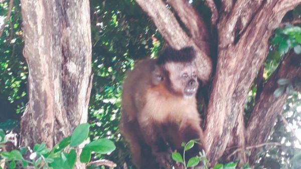 Atraparon a monito roba-bombachas en Pedro Juan Caballero