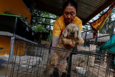 Científicos afirman que identificaron un nuevo coronavirus contagiado de perros a humanos