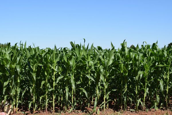 Recomendaciones para el manejo del maíz en la post siembra
