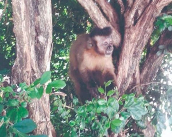 Atraparon a monito roba-bombachas en Pedro Juan Caballero