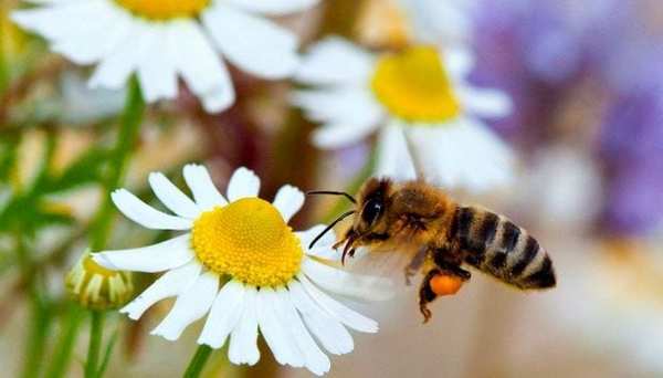 Día de las Abejas: Datos curiosos que quizás no sabías - Megacadena — Últimas Noticias de Paraguay