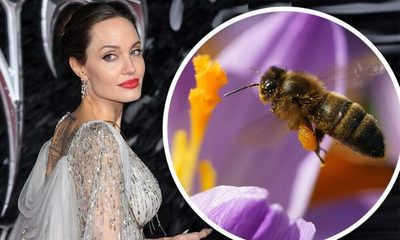 Angelina Jolie encabeza campaña por el “Día mundial de las abejas”