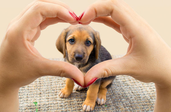 ¡Tomá nota! Estos son los 7 alimentos que son muy malos para tu perro