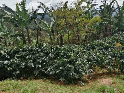 La "taza de café sostenible" cambia vidas de campesinos en Nicaragua - MarketData