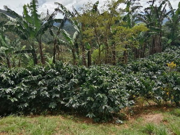 La "taza de café sostenible" cambia vidas de campesinos en Nicaragua - MarketData