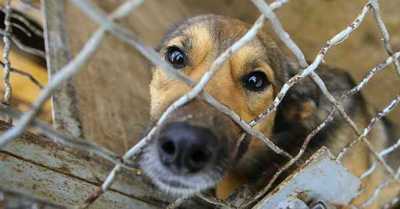 Científicos detectaron un nuevo coronavirus que se transmite de perros a humanos - C9N