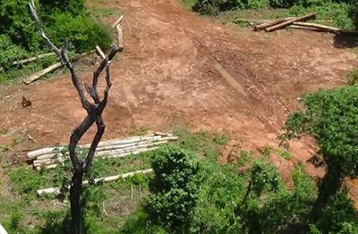 Depredan un bosque de 300 hectáreas de palo santo y otras especies protegidas - ADN Digital