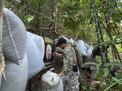 Tras incursión en Amambay eliminan 7.000 kilos de marihuana - Nacionales - ABC Color