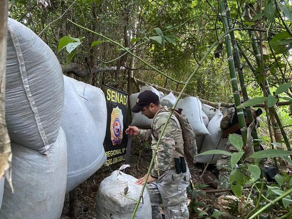 Tras incursión en Amambay eliminan 7.000 kilos de marihuana - Nacionales - ABC Color