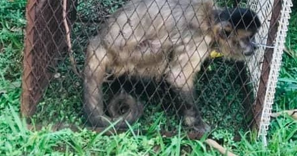 La Nación / Capturan a un mono que hurtaba lencerías en Pedro Juan Caballero