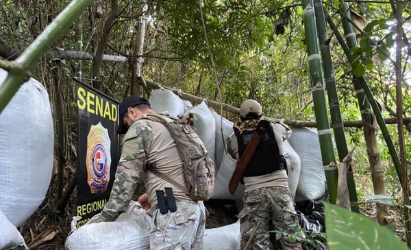 Diario HOY | SENAD destruye 7 toneladas de marihuana y 6 campamentos narcos en Amambay