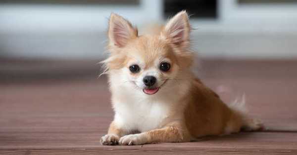 Perro chihuahua arriesga pena de muerte por morder a vendedora de cosméticos - SNT