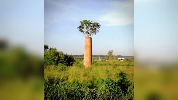 El árbol de la chimenea que asombra al rollo en redes sociales
