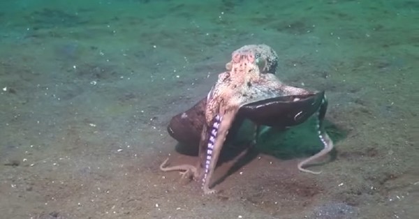 El peculiar pulpo de coco: camina como los humanos y puede utilizar “herramientas” para protegerse - SNT