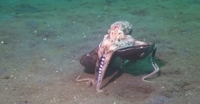 El peculiar pulpo de coco: camina como los humanos y puede utilizar “herramientas” para protegerse - C9N