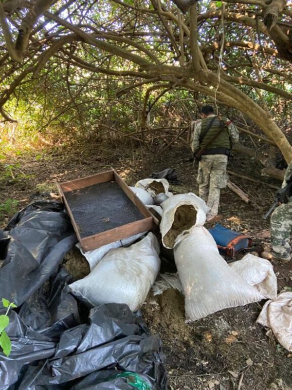 Detectan más de 7 toneladas de marihuana y 6 campamentos en Capitán Bado | Ñanduti