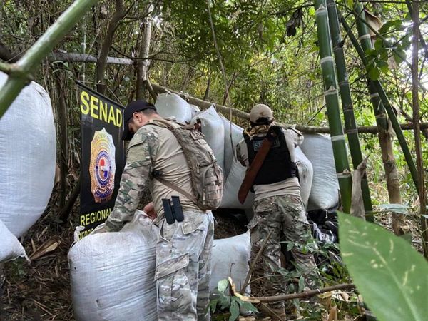 Senad destruye más de 7 toneladas de marihuana en la colonia Umbú