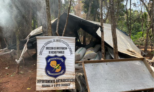 Destruyen 3 hectáreas de plantaciones de marihuana en Colonia Sidepar - Noticiero Paraguay