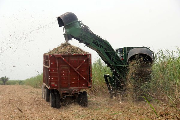 Catorce rubros agroalimentarios de Bolivia, atractivos para las inversiones - MarketData