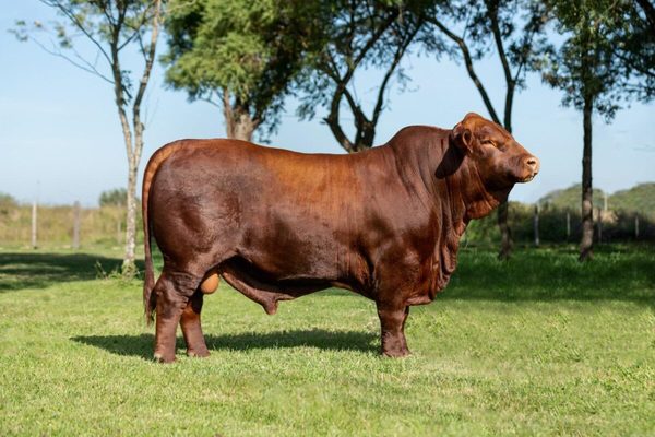 Bull Center empezó a congelar las primeras pajuelas de semen del Gran Campeón Brangus de Otoño