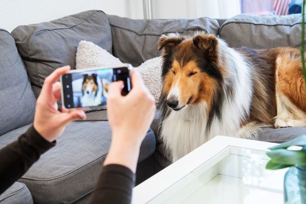 Cómo lograr que el perro sea un exitoso modelo fotográfico - Mascotas - ABC Color