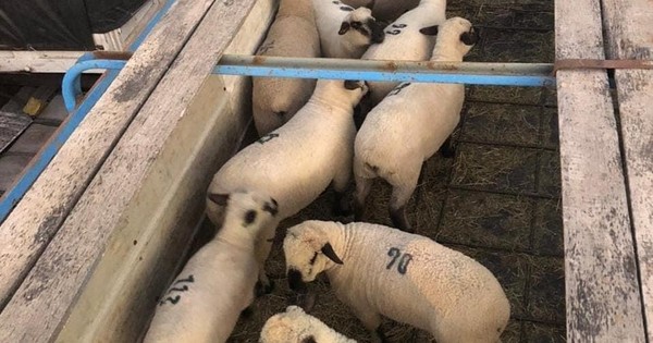 La Nación / Criadores de ovinos siguen apostando a mejorar calidad con importación de 11 ejemplares