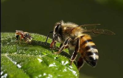 Día Mundial de las Abejas: ¡Son más necesarias de lo que pensamos!