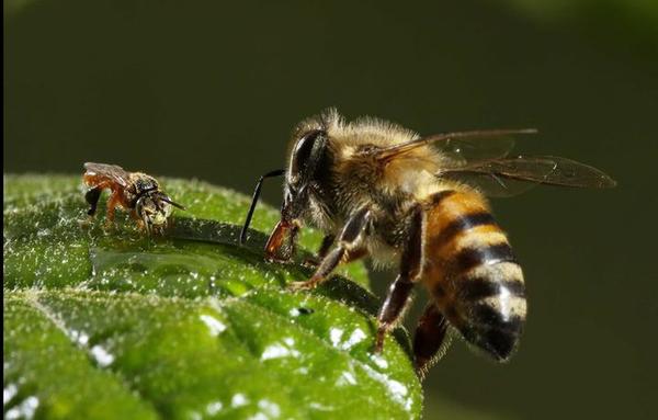Día Mundial de las Abejas: ¡Son más necesarias de lo que pensamos!