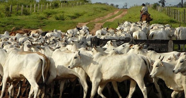 La Nación / El precio local de la carne se ubicó en US$ 3,35 por kilo al gancho