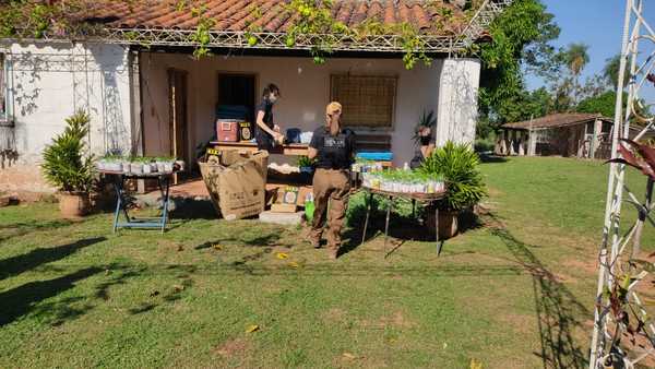 Allanan granjas en Luque y Areguá por cultivo ilícito de marihuana