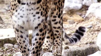Avistan pareja de leopardos de Persia, una subespecie muy rara