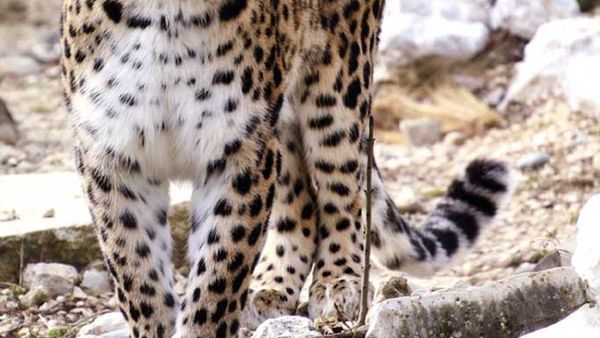 Avistan pareja de leopardos de Persia, una subespecie muy rara