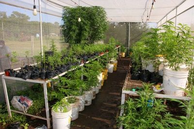 Detienen a un hombre por supuesto cultivo ilícito de marihuana | Ñanduti