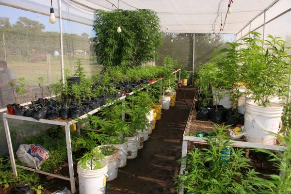 Detienen a un hombre por supuesto cultivo ilícito de marihuana | Ñanduti