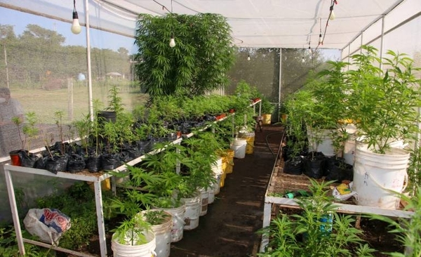 Diario HOY | Descubren "granjas de marihuana" donde producían aceite de cannabis de forma ilegal