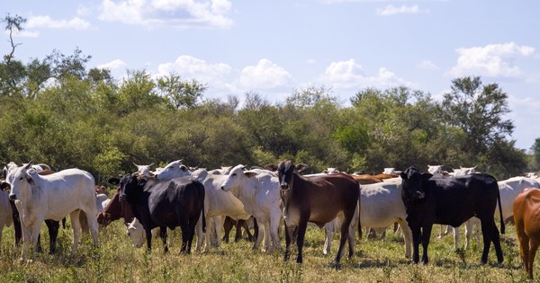 La Nación / Apuntan a lograr mercados para la carne sostenible certificada