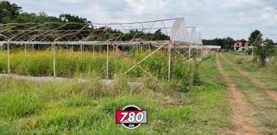 Fiscal afirma que granjas de cultivo de marihuana no estaban legalmente habilitadas - Megacadena — Últimas Noticias de Paraguay