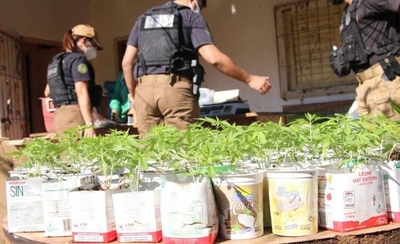 Diario HOY | Ley que garantiza acceso gratuito al aceite de cannabis "es letra muerta", afirman desde Mamá Cultiva