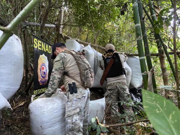Detectan más de 7 toneladas de marihuana y 6 campamentos narcos en Capitán Bado