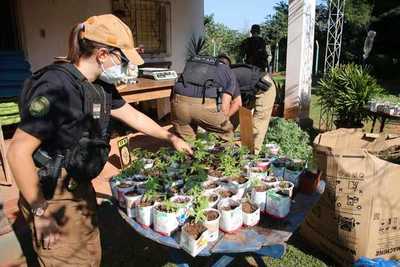 SENAD descubre granjas de marihuana donde producían aceite de cannabis de manera ilegal