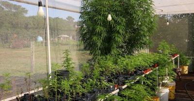 “Mamá Cultiva” cuestiona allanamientos de la Senad en Granja Madre