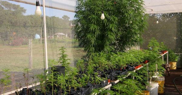 “Mamá Cultiva” cuestiona allanamientos de la Senad en Granja Madre