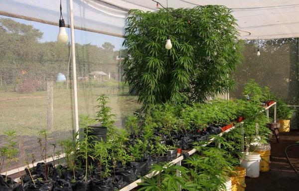 "Mamá Cultiva" lamenta intervención de la Senad en Granja Madre